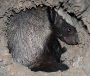 Honey Badger hiding in a hollow log at night